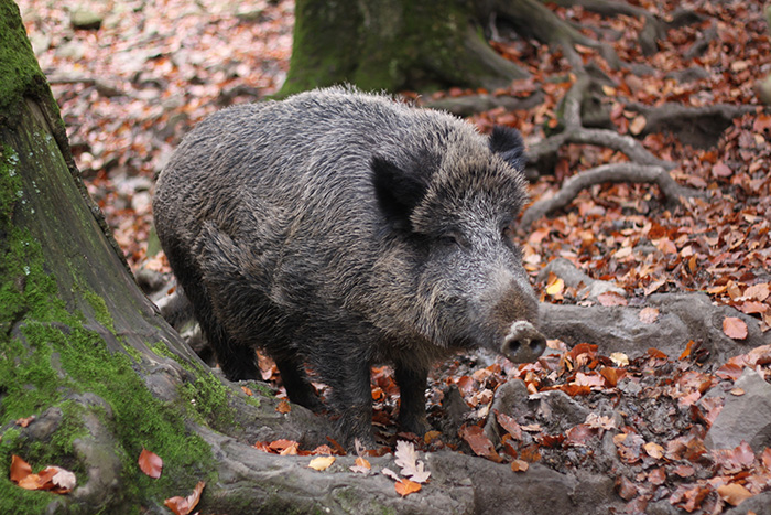 Wildpark - La Roche